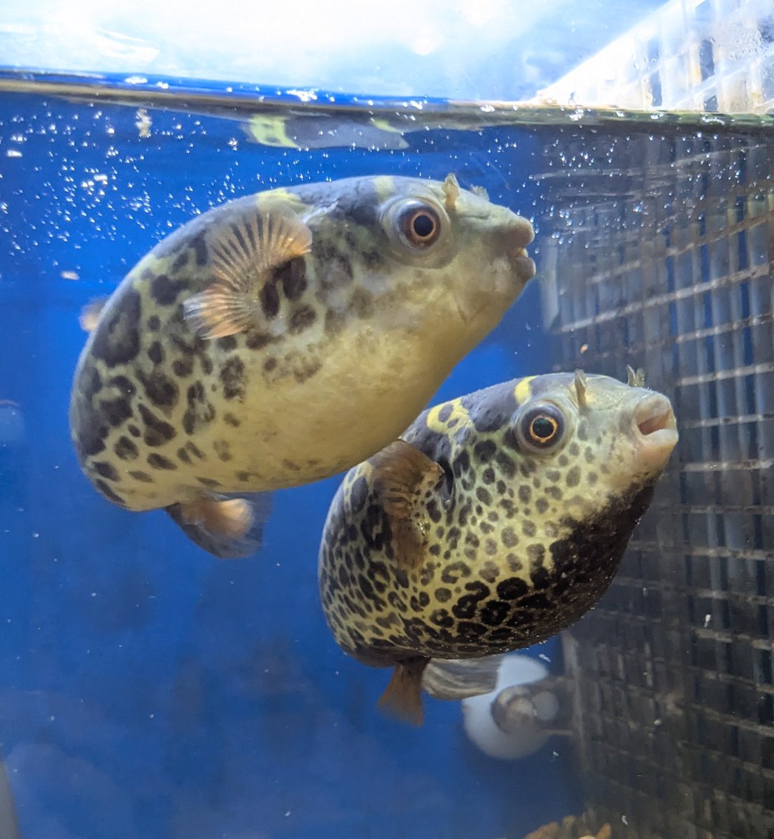 しるく🐡のお世話係その2 tweet media