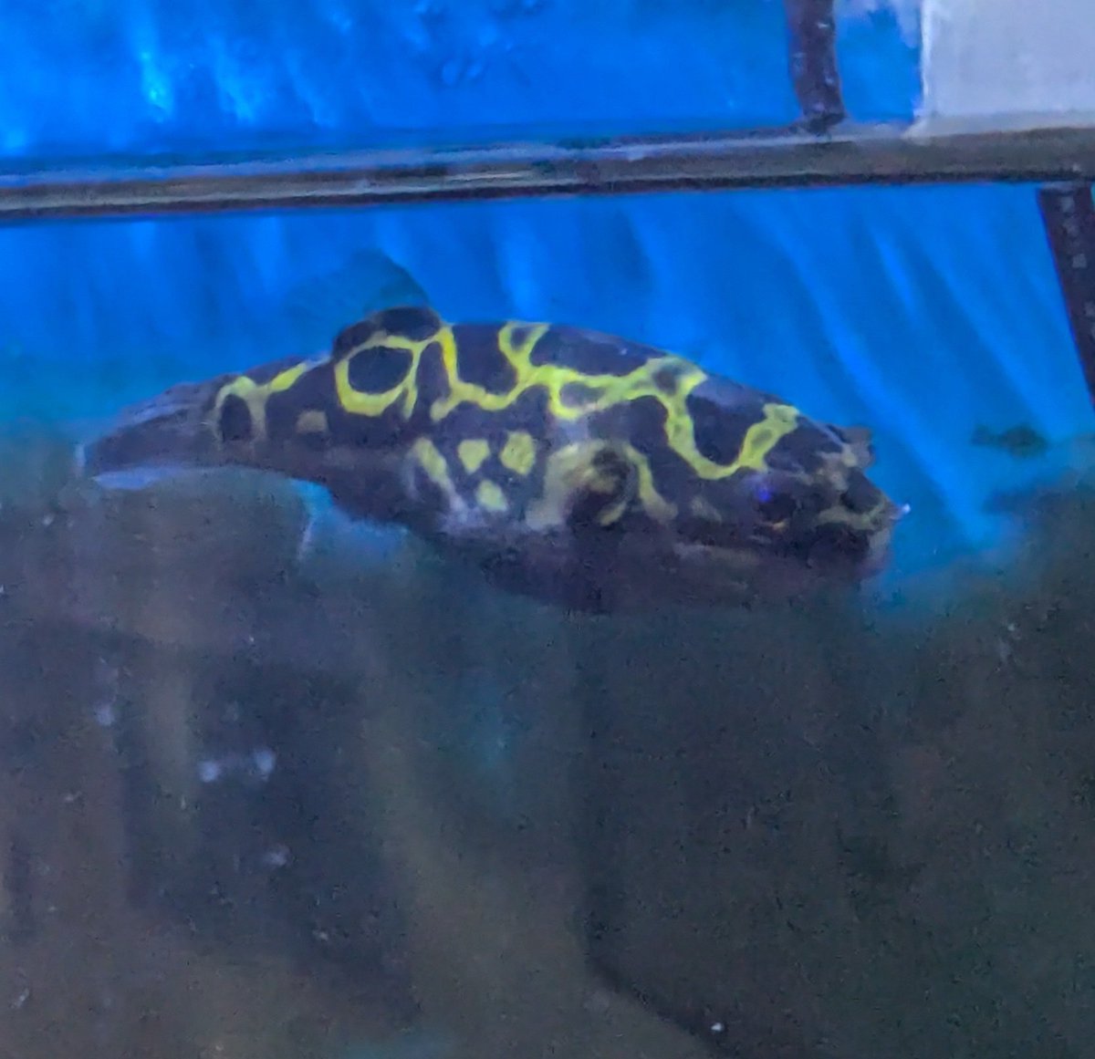 しるく🐡のお世話係その2 tweet media