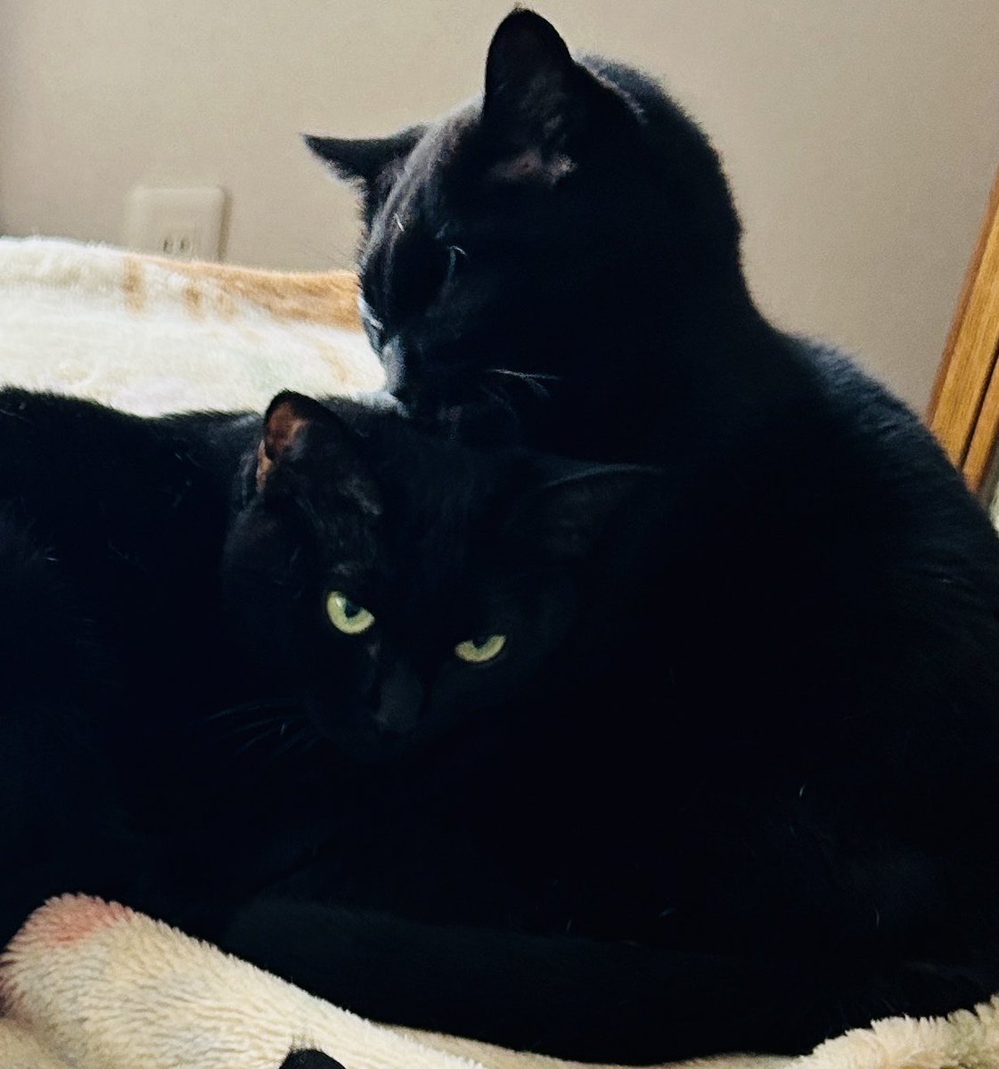 母さん🐟🌟 on X