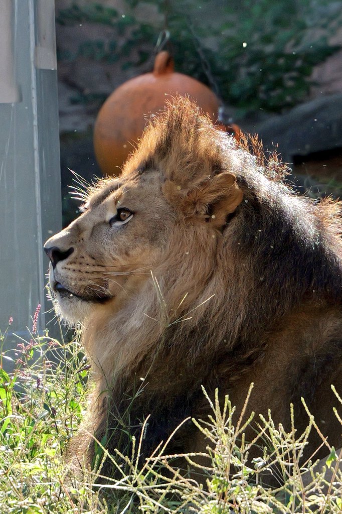迫力あるライオン 迫力あるライオンの写真素材 [55082641] - PIXTA