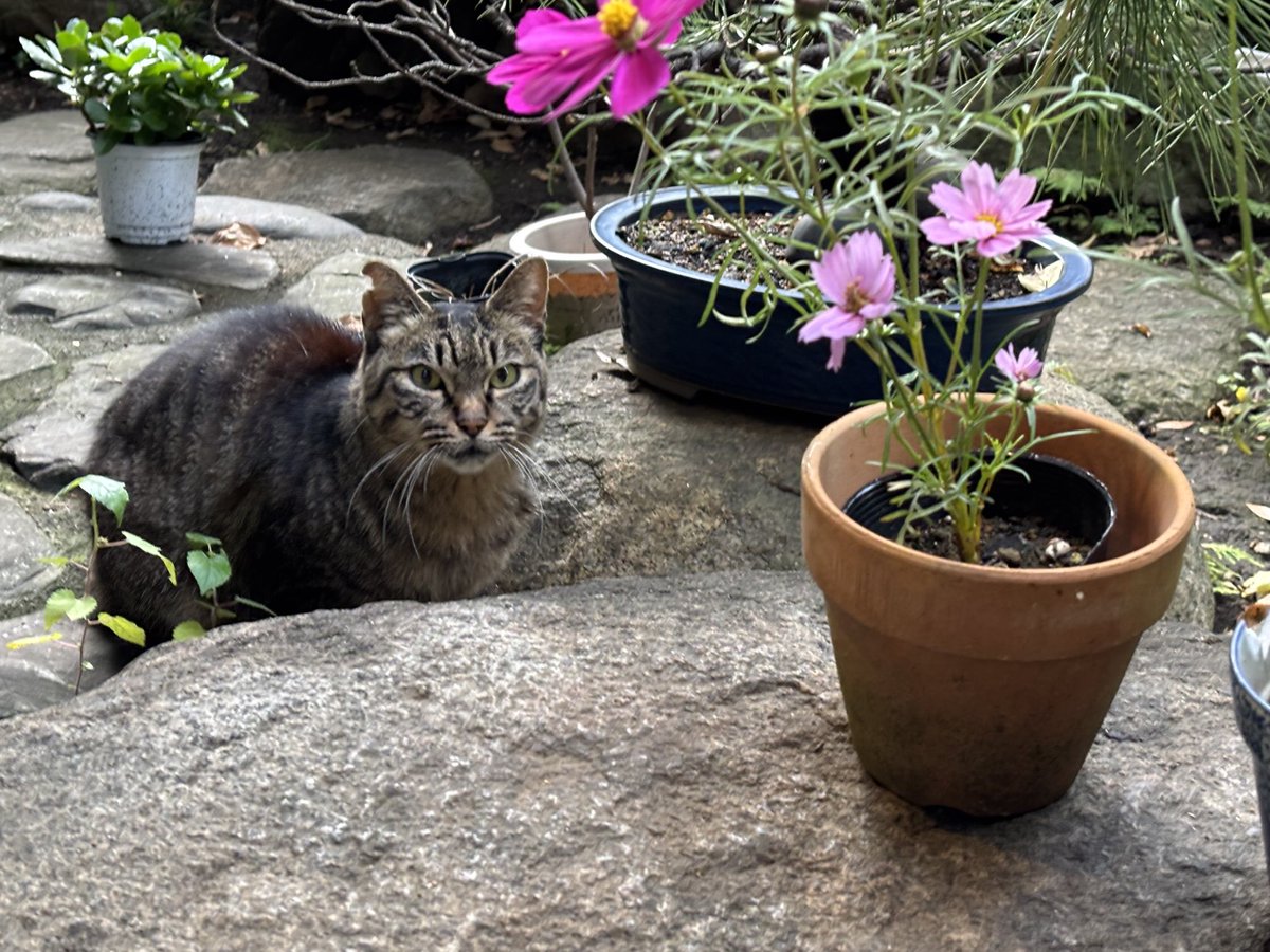 【調整中】ジブリ感ある可愛い見た目！ぽってり幹！アラビカ半島の珍種植物 調整中】ジブリ感ある可愛い見た目！ぽってり幹！アラビカ半島の珍
