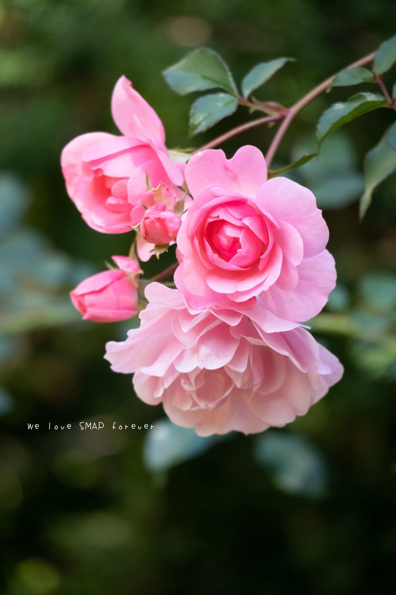 金隠師 サマ♡6点 Light Novel Volume 4 | Shinja Zero no Megami-sama to