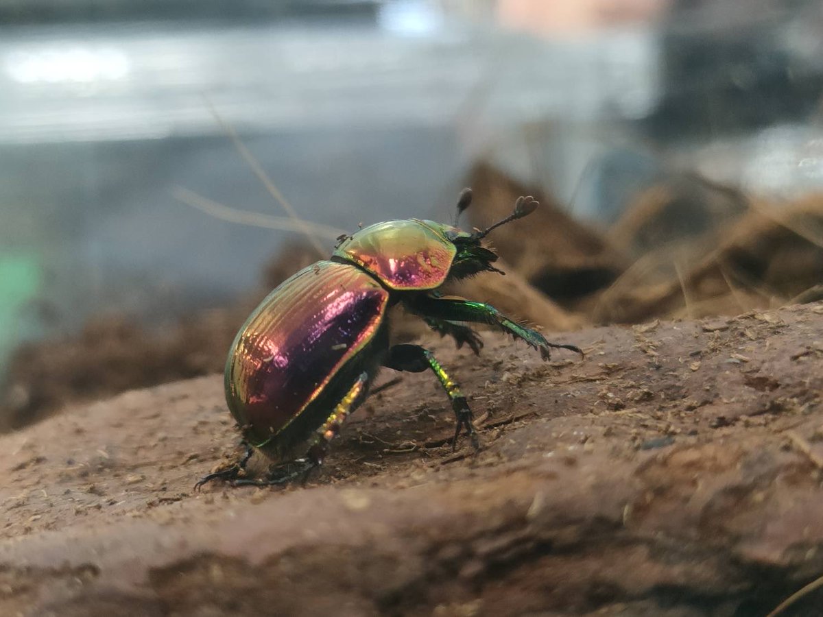 多摩科学技術高校生物班 虫屋 on X