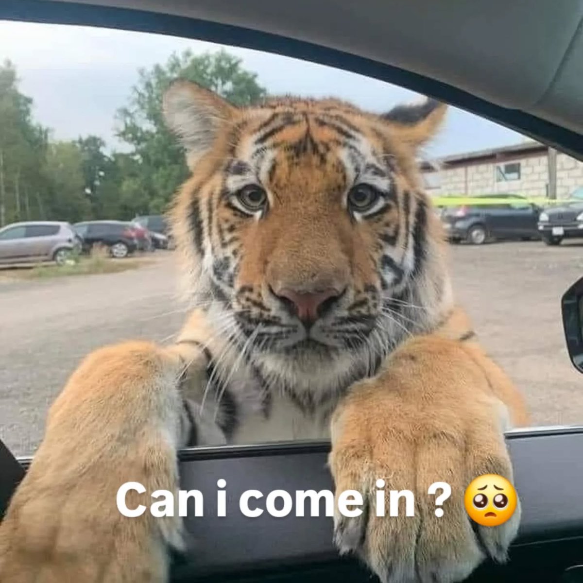 Punch Cat tweet media