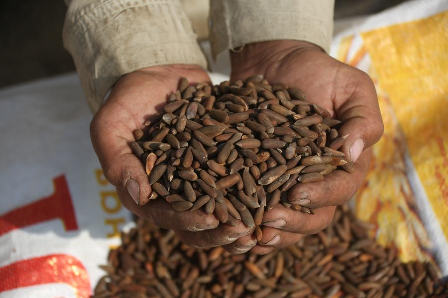 XHNews's tweet image. Afghanistan sees record pine nut harvest, workers struggle as prices drop xhtxs.cn/7TU