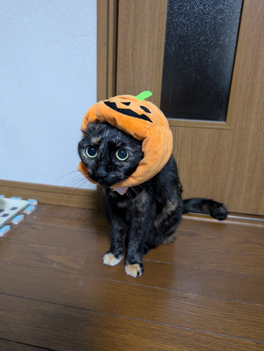 nekosirasu's tweet photo. ハロウィンにかぼちゃをかぶせてみけど、不満そうだね😅 https://t.co/vHGADKuXv1