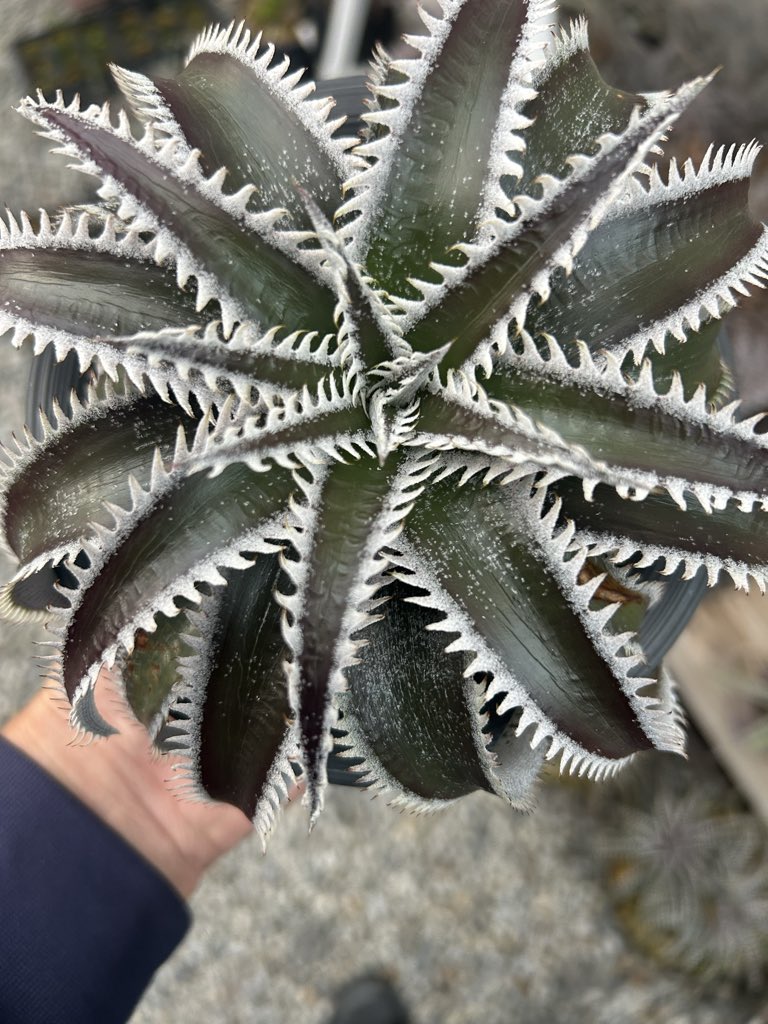 つとむ (@0ByehS9Sb8ZAAmu) / Posts / X