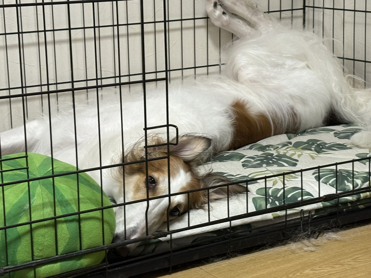 掃除機かけた数時間後にはリーネの周りが抜け毛で覆われてるのなんで( ･ᴗ･̥̥̥  )