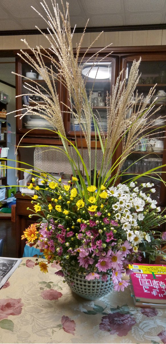 は*)様 ㊼大きめ苗 ももホイップ❣️エレイン交配❣️中里リンゼ交配❣️6苗 メ ⑯大きめ!ミソップさん苗❣️ エレイン交配❣️中里リンゼアナ交配