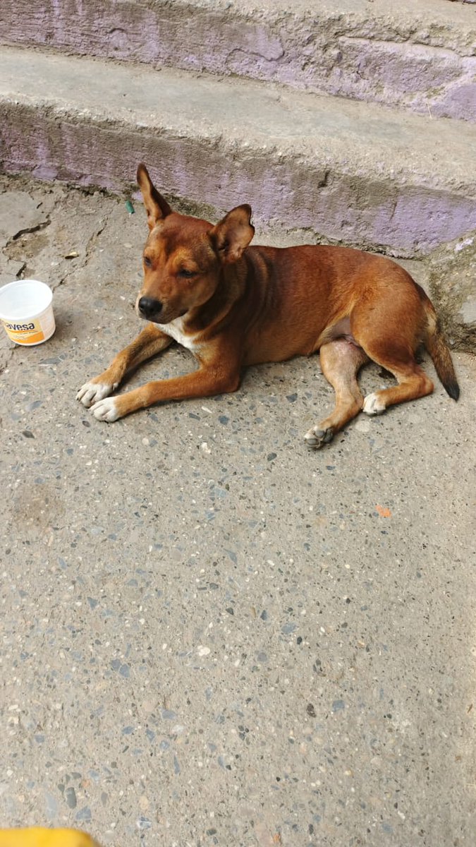 yaracalcagno's tweet image. Difundo. Perrita atropellada en la autopista que está cerca del Av principal del cementerio, no puede caminar está desdé anoche en ese lugar llorando de dolor.