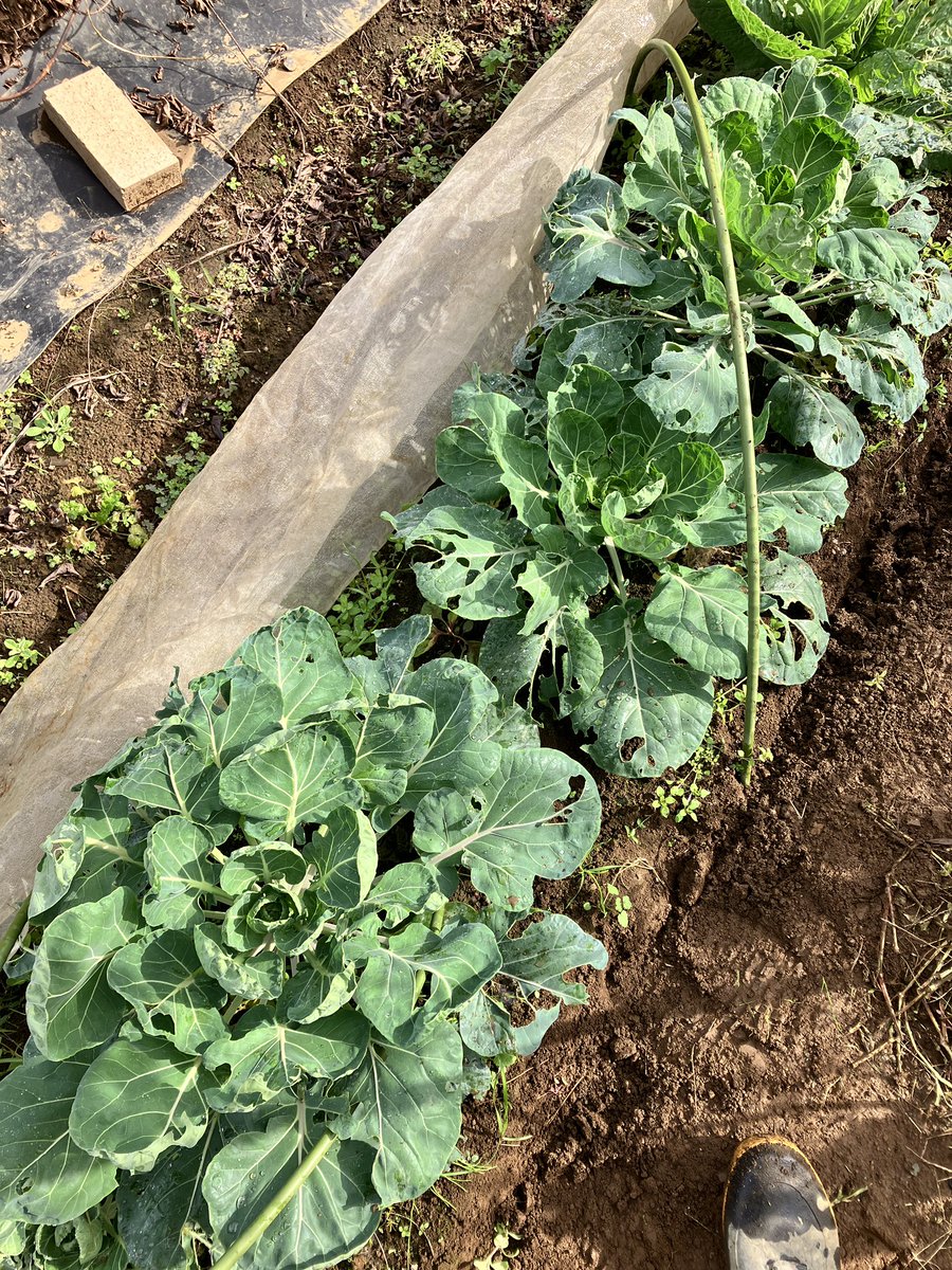 ちーたけ カレーリーフの苗からレシピまで「カレーリーフ