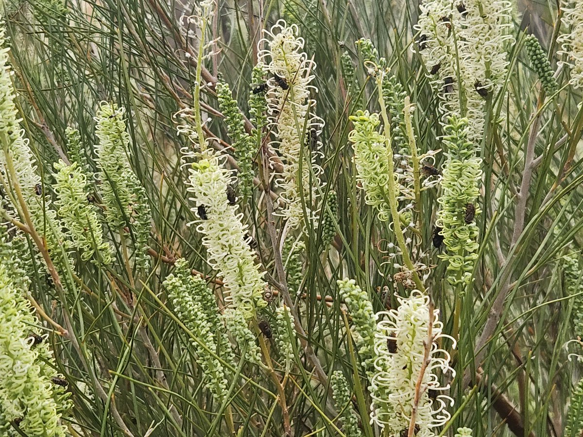 This white grevillea is going nuts, a few shrubs came up on their own accord in a natural reveg patch. The blow flies and roos think it's pretty good as well #obrienmerino