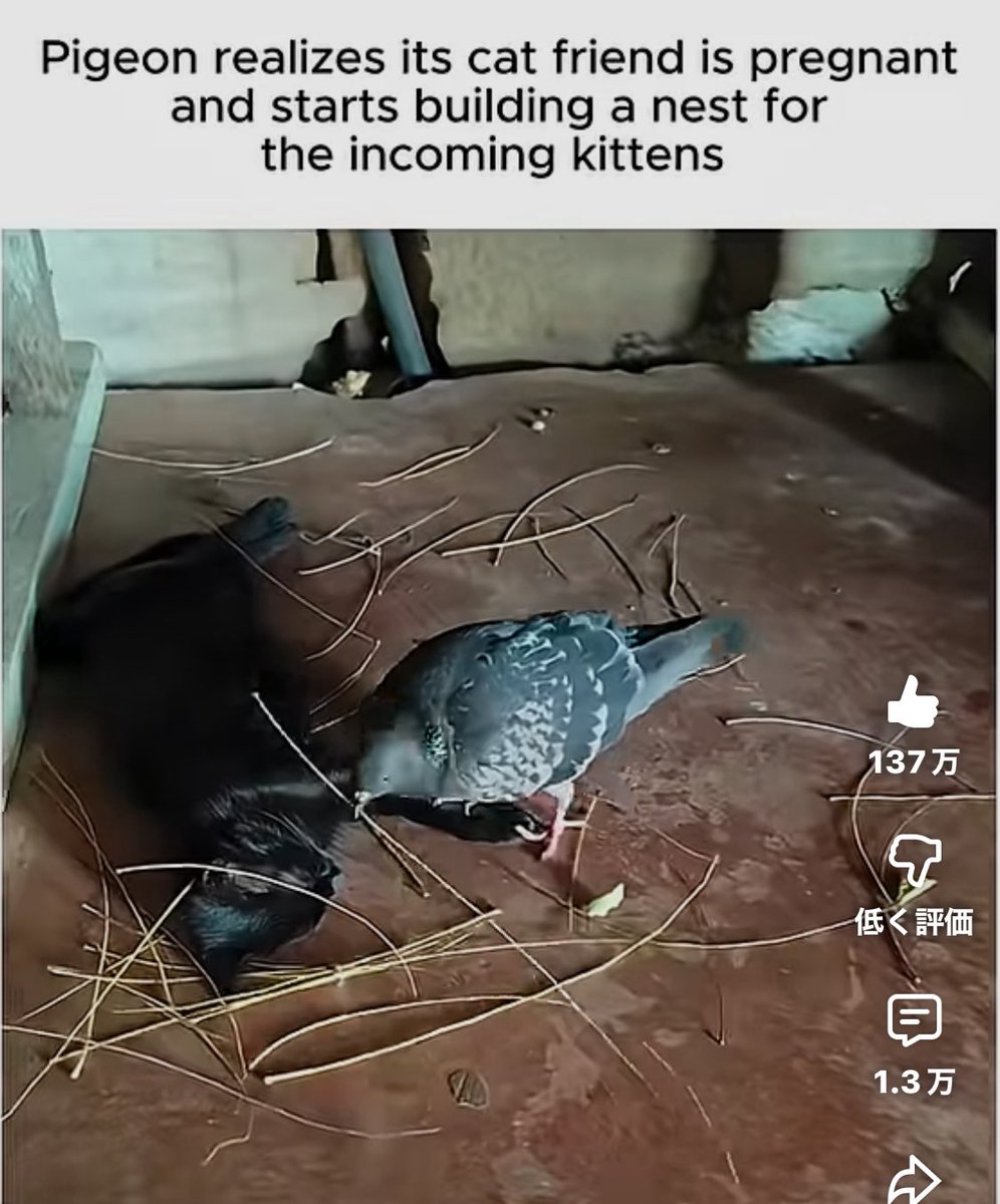 all_japan_voice's tweet image. 家族のネコちゃんにあかちゃんが生まれると知った時からハトがせっせとネコちゃんのために巣作り😱💖無垢の愛は尊い🙏💖
#animal #purity 
A pigeon built a nest for the kittens ♥️ youtube.com/shorts/Np1LTCo… @YouTubeより