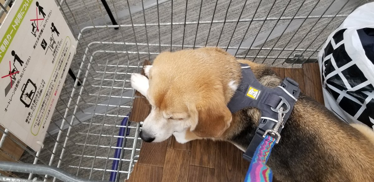 おとうのスマホ機種変でショップ来てる。
もちろんどこに行くのもそらちゃんと一緒🎵

ちゃんと落ち着いて待ってられる良い子だね😊