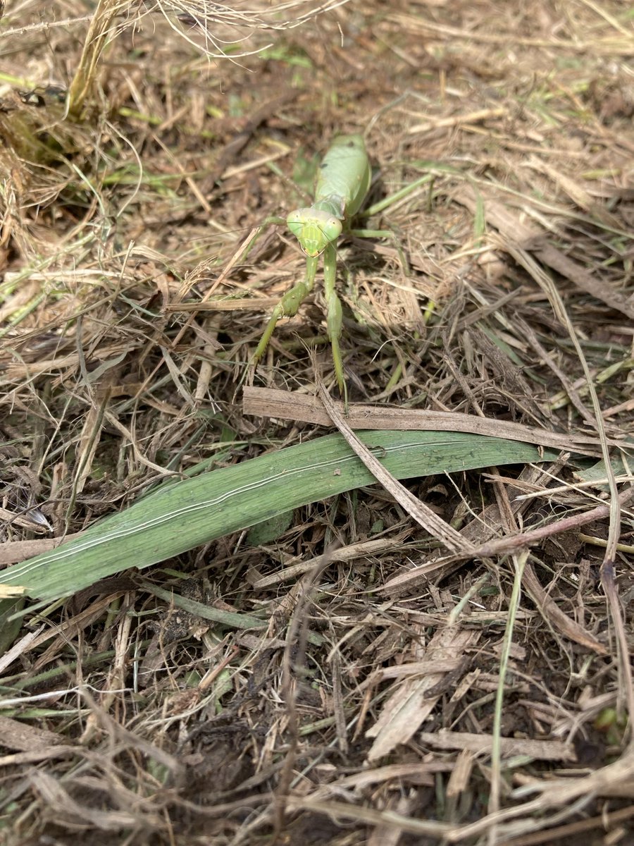 banchou0102's tweet photo. 月に数回、里山のお仕事させていただいて、かわいい生き物達と触れあえて幸せです。こっち(長野)でもお仕事できたらいいな…。 https://t.co/SyfNgz05aO