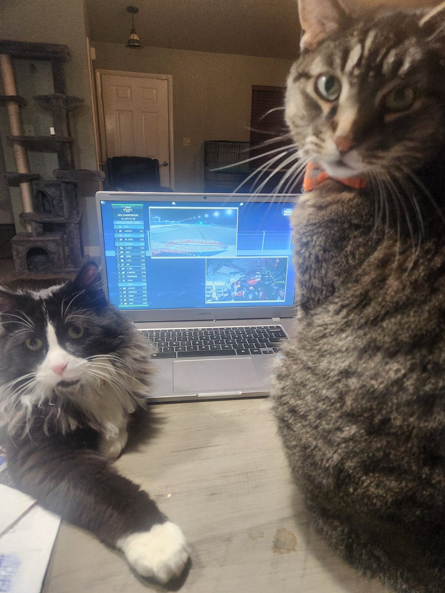 MsKelseeeey's tweet image. Cats and racing. Just a normal day.