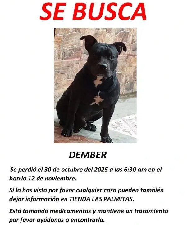 AlertaMePerdi's tweet photo. #PERDIDO #MACHALA
Nombre: #DEMBER
Fecha: 30/10/25
Sector: Sur, Barrio 12 de noviembre, atrás de radio Superior
Sexo: Macho
Raza: Pitbull
Obsv.: Pelaje color negro con mancha en el pecho
Contacto: 0994516769
¡Ayúdalo a volver con su familia!
#AlertaMePerdí https://t.co/tvBPrPYKAr
