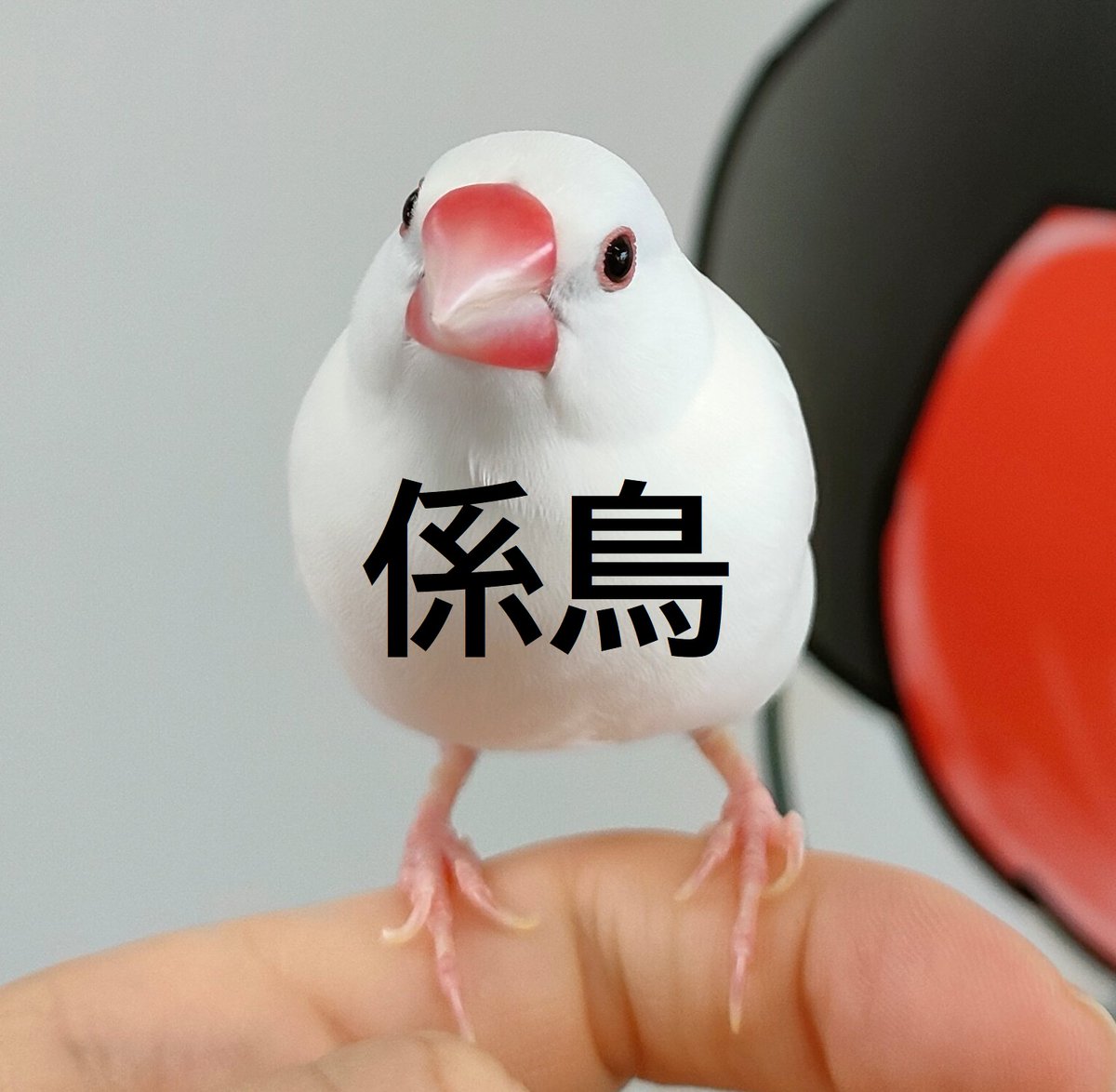 文鳥館鳥】ぶんちゃんは今月で7歳半になりました！ 館鳥の華麗なる職務