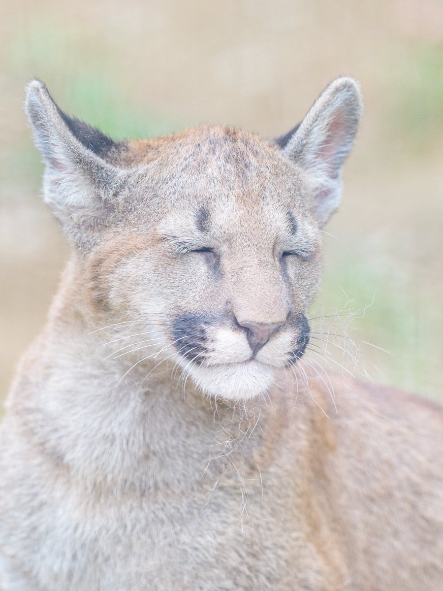 おはようございます
ネムイ😪

#盛岡市動物公園
#ピューマ
