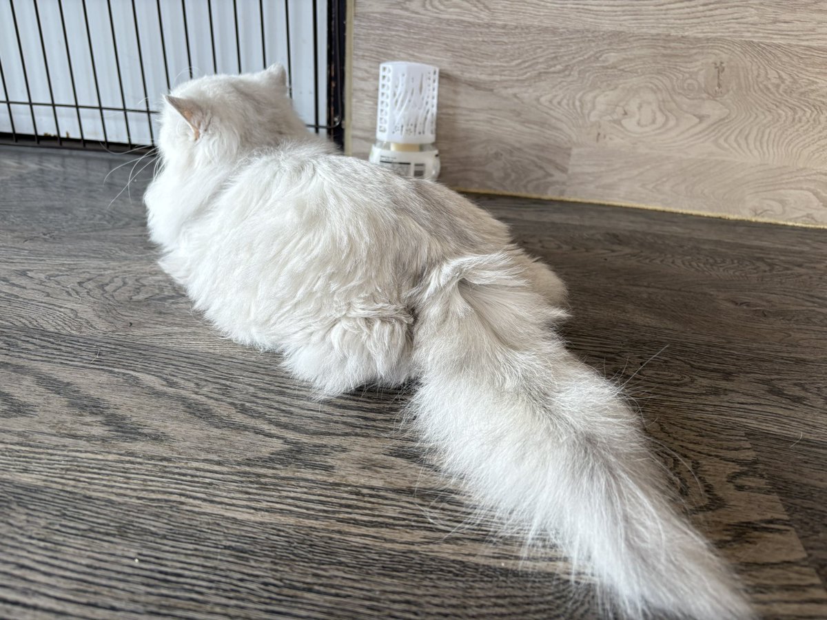 funnycatcafe's tweet photo. おはようございます！
本日の営業は11:00 ～ 16:00最終受付 
16:30閉店となります。

感染症予防のためマスク着用を推奨しております。
手指消毒も引き続き実施中です。
靴下着用でご来店ください。
店舗詳細は、HPをご覧ください。

#狭山ファニーキャット https://t.co/hrWK6tHQgh