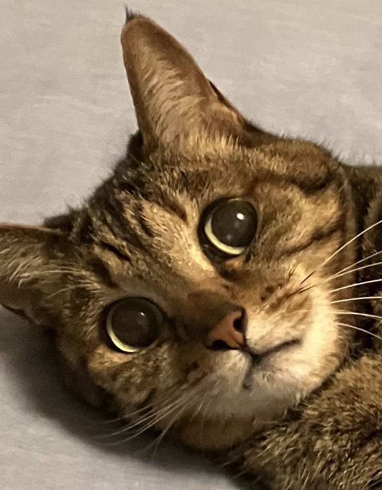 きじねこ きじとらねこ64 on X