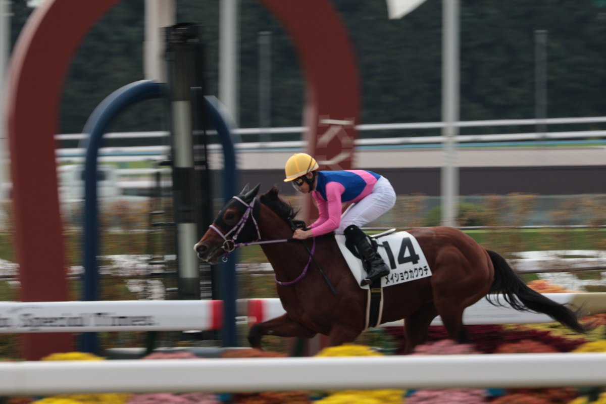 馬のぽんぽん ぽん on X