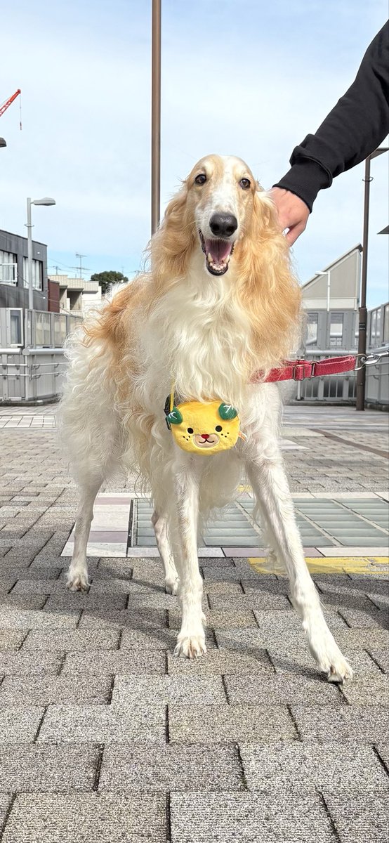 ボルゾイ - Search / X