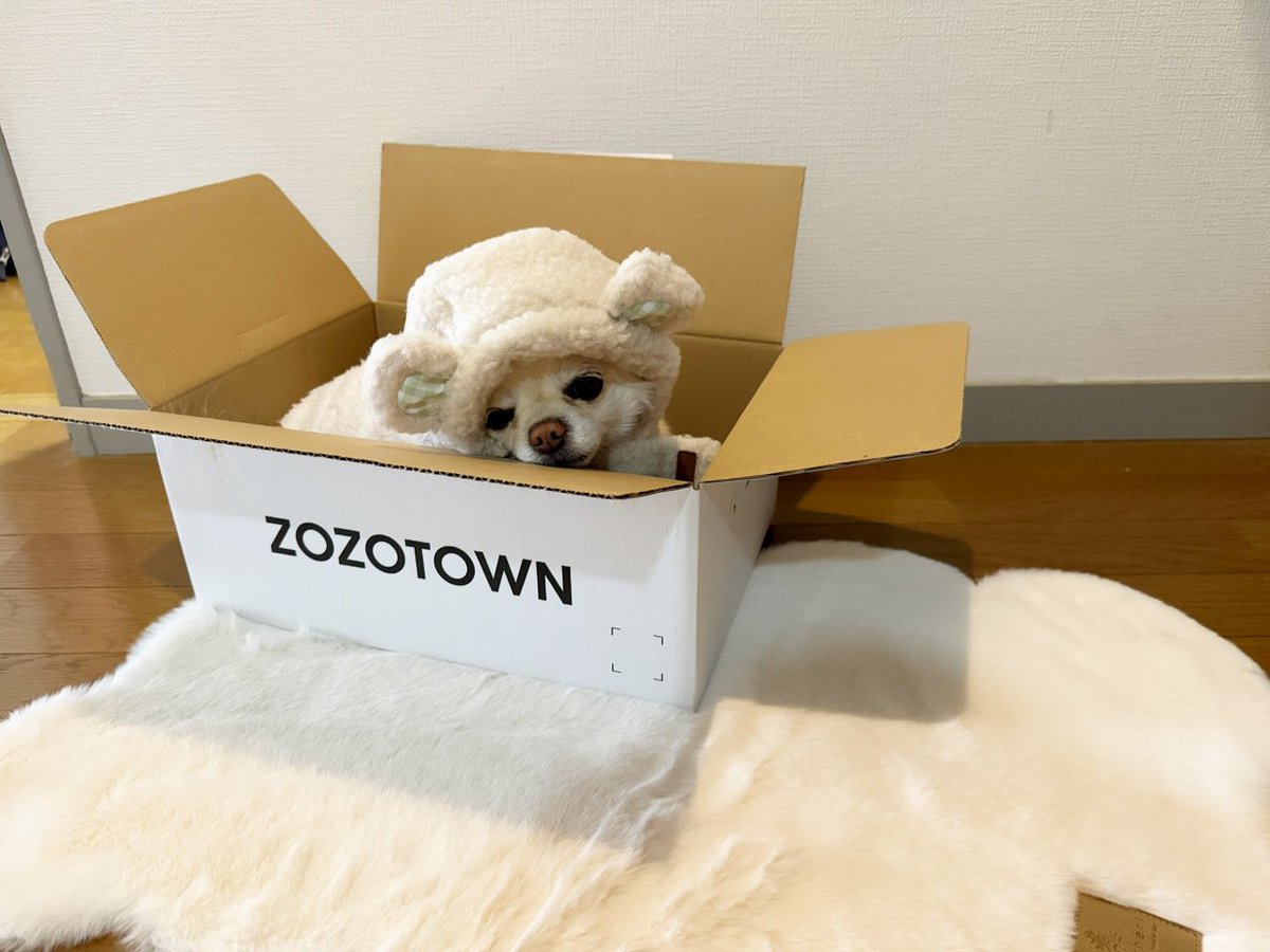 mynameismoco's tweet photo. モンシェリのくまさんマフラー🐻
サイズ大きかったから縫って調整
ZOZOの白い箱は３回目、今回は当たるかなぁ https://t.co/tqodpTh7aI