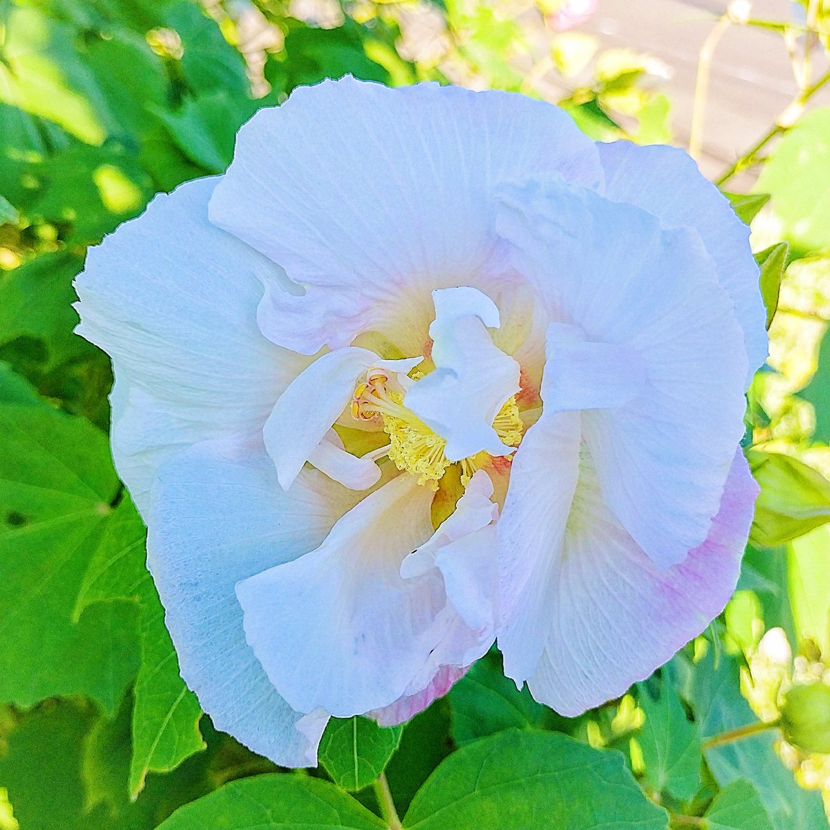 ちゃんぴな» on X