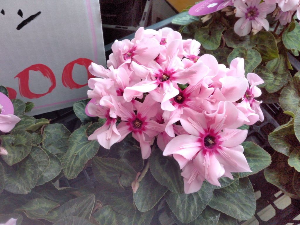 ワールドフラワー 本店（梶ヶ谷店） on X