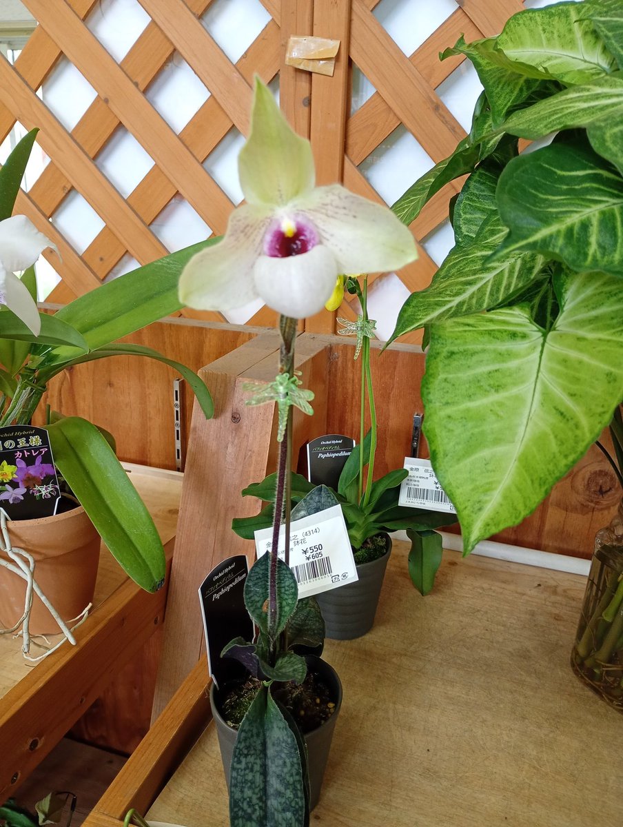 海坊主 海坊主🎌 on X