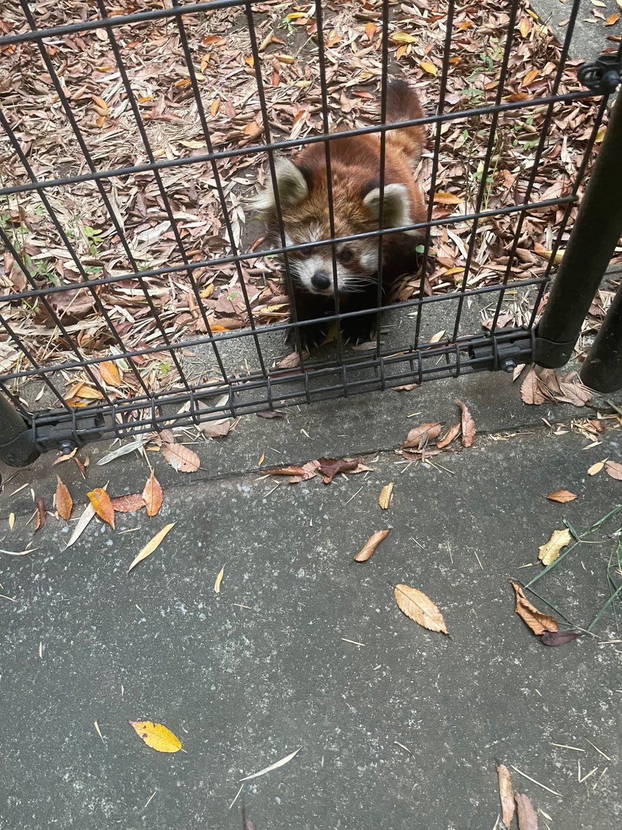 アヅ＠咲弥ちゃんガチ勢 (@adz_redpanda) / Posts / X