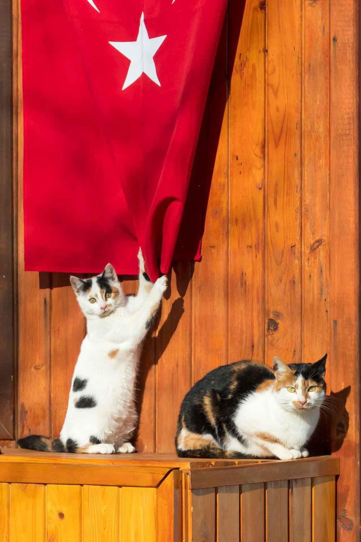 okatilmazturk's tweet photo. Günaydın canım Türkler ♥️ https://t.co/vPngHCG41k
