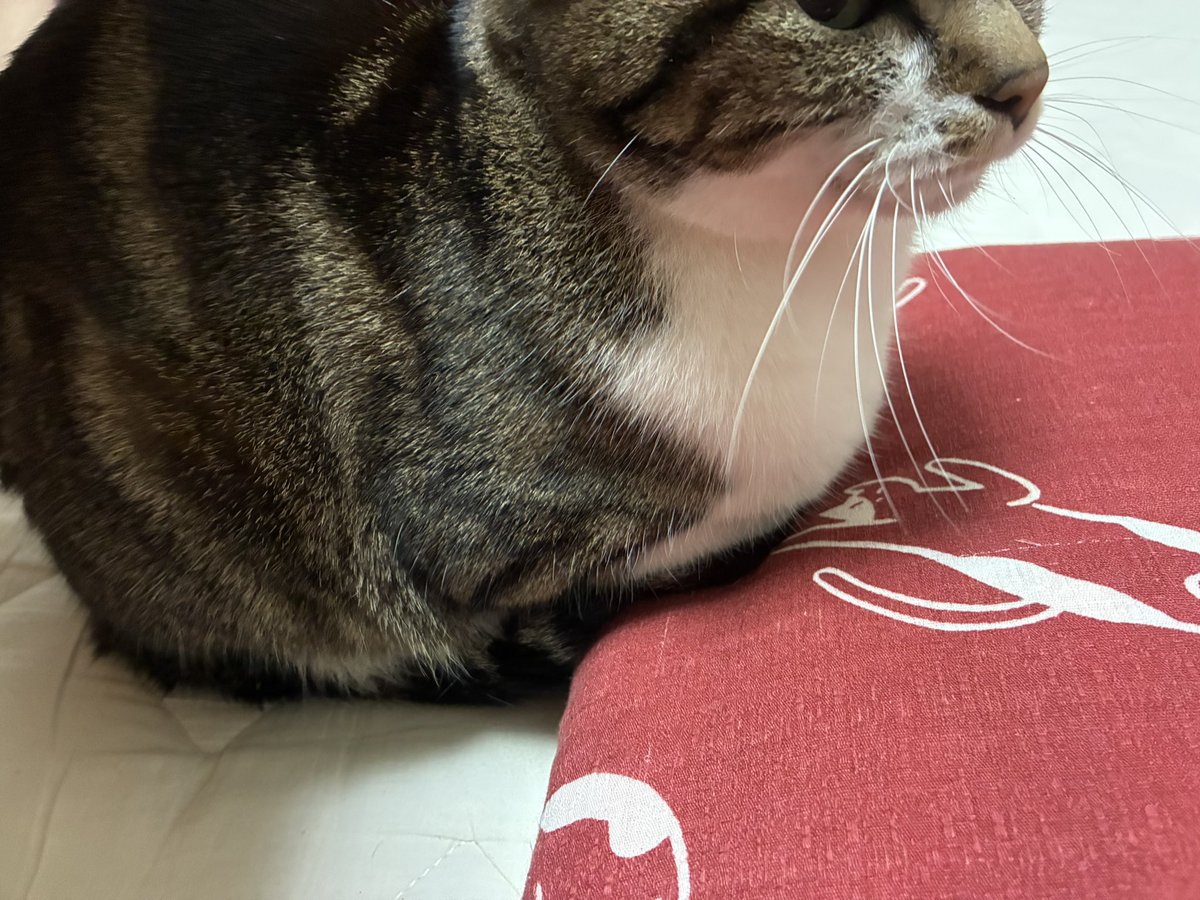 猫氏、何故か座布団でこれする 
