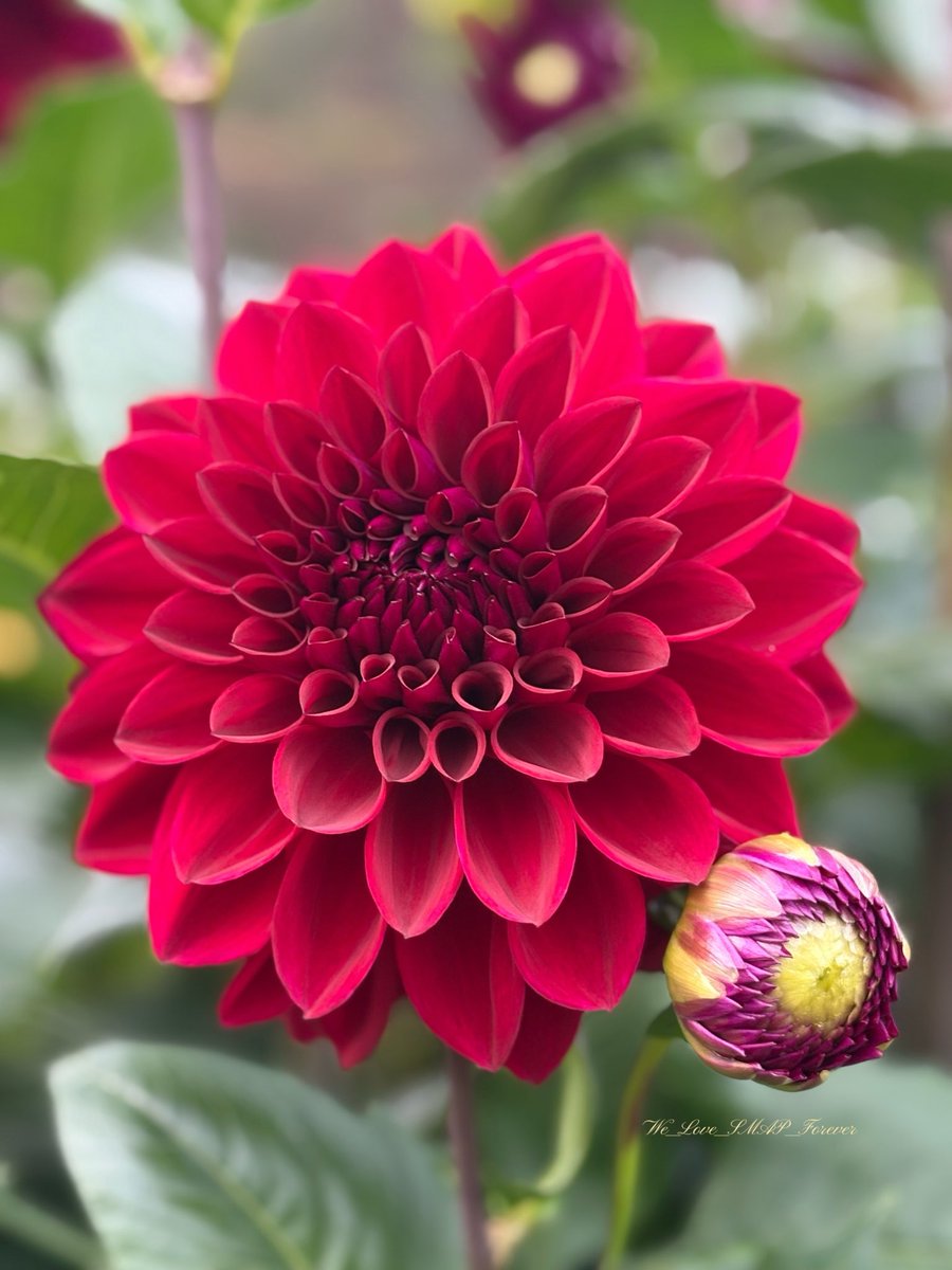 フラワー中　( ¨̮ )❁︎ ふぁいんぴーす⭐️🧡 on X