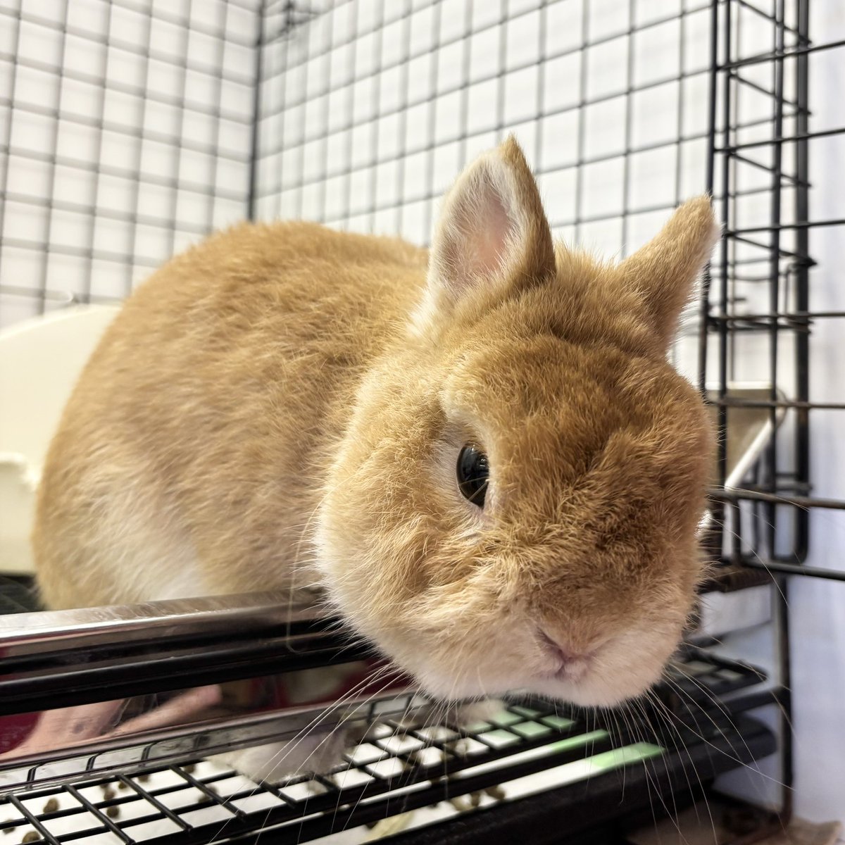 うさぎのしっぽ恵比寿店 on X