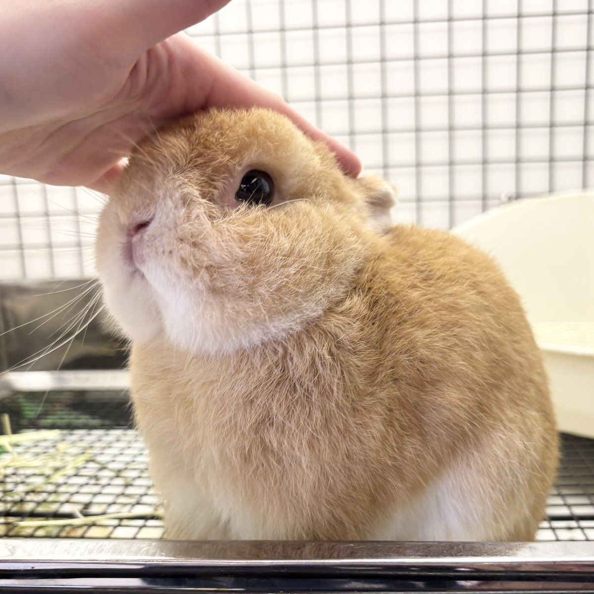 うさぎのしっぽ恵比寿店 on X