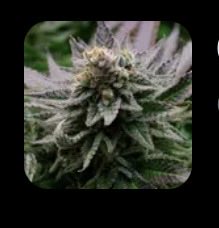 69.420 🌱 tweet media