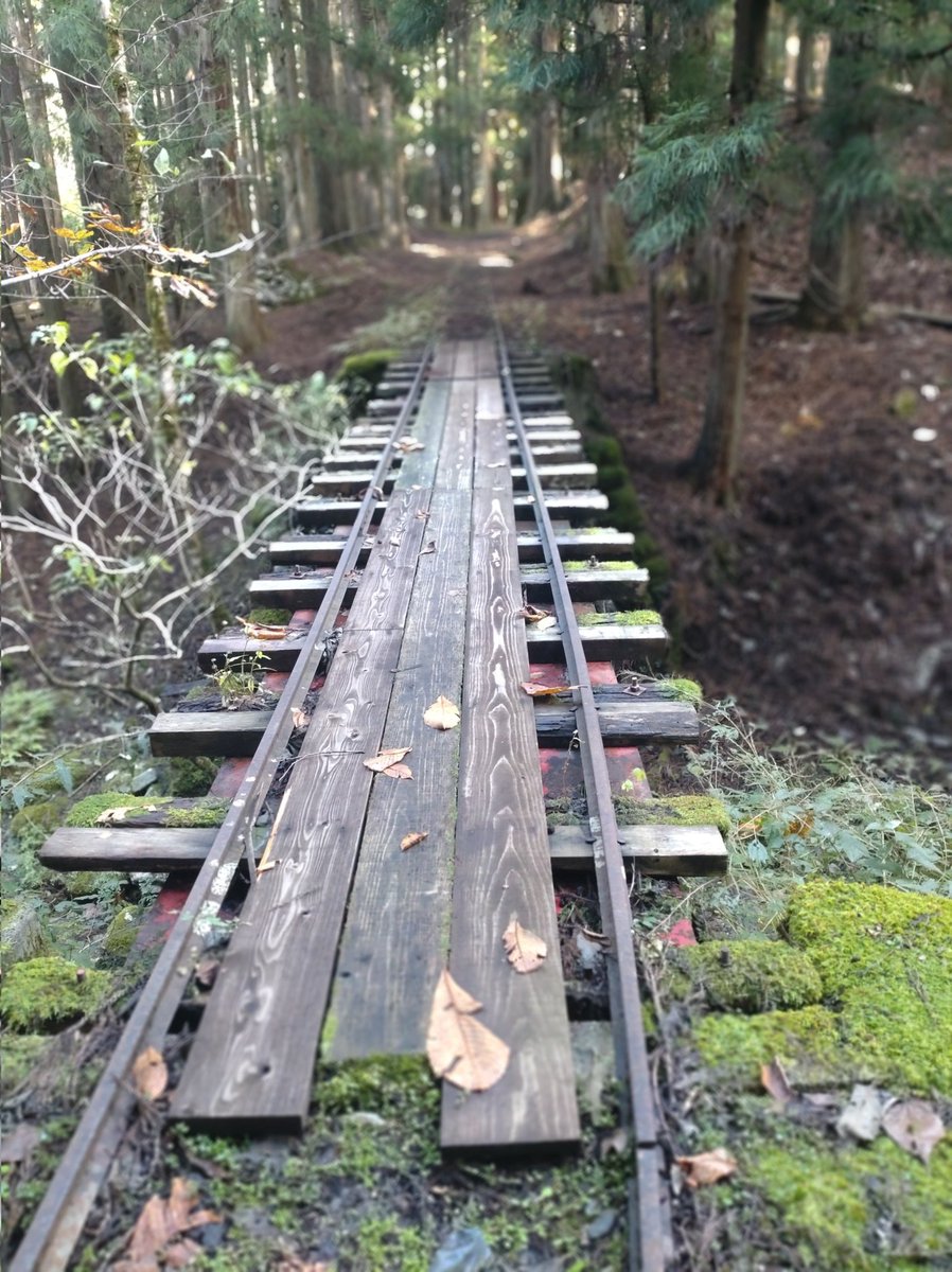 京都大学芦生研究林一般公開に参加　2025.11.1