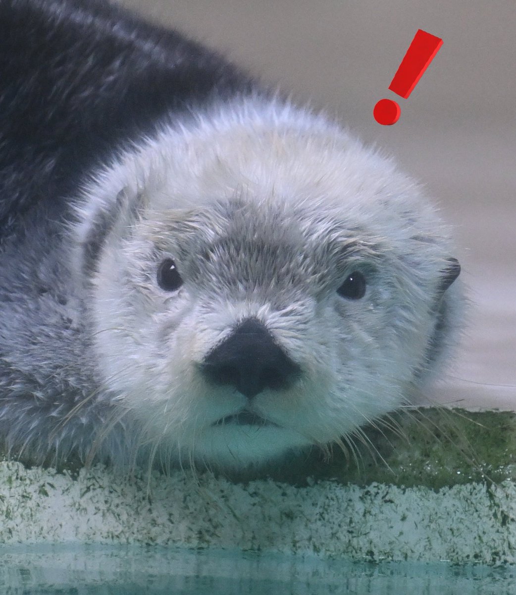 ポクポクポク…

チ〜ン！

#ラッコ
#ラッコのキラちゃん
#鳥羽水族館