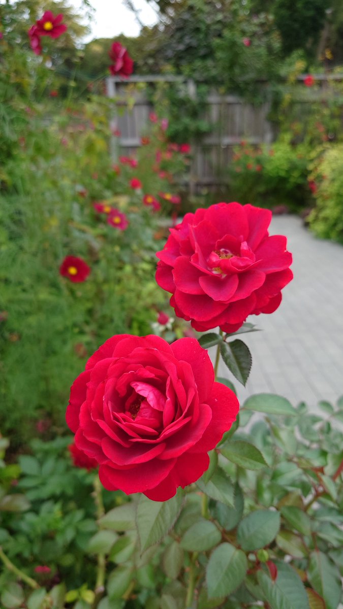 ぶんちゃんページ♡リピーター様リクエスト　ガーデニング雑貨 🐔 on X