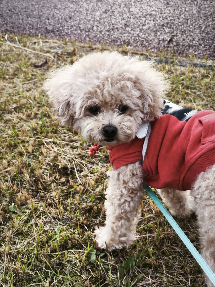 チャーリーママ on X