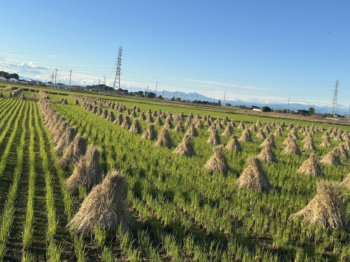 昨日11月1日はNPO花と文化のふるさと委員会の創立20周年記念式典に参列。鴻巣市花と音楽の館かわさと花久の里の会場では美しい花々に心癒やされました。昨日は穏やかなお天気で、会場まで田園風景を眺めながらサイクリング。夜は中央公民館でごみ処理施設問題を考える会の会議。計22キロ程走りました。