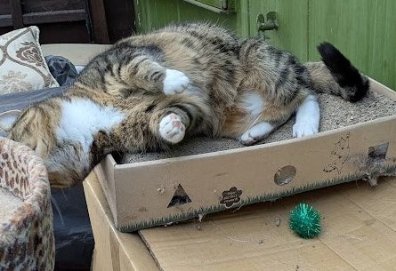 (Amanda)
I'm so happy - I found the perfect bed.
It's a mix of cardboard box and scratcy bed!
I usually jump out of normal beds when I see Betty but I was really enjoying this one and I couldn't be bothered to get out.
I love my Scratchy Box Bed!