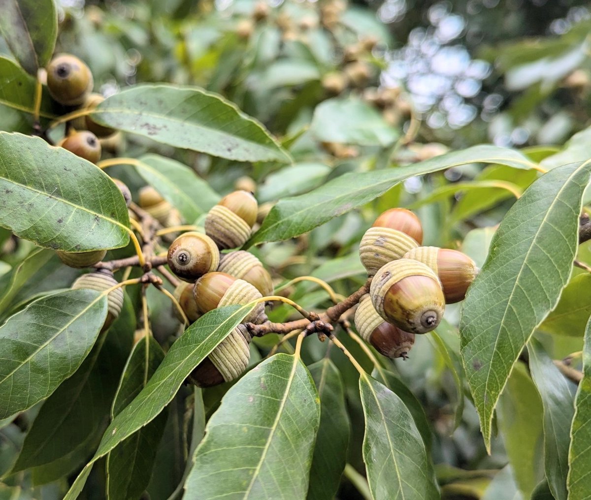 青成りの どんぐり落つを 待つ刈田

(山なら熊の飢えを癒したかもしれませんがここは房総です。落ちても刈田に水漬くばかり。)

#俳句