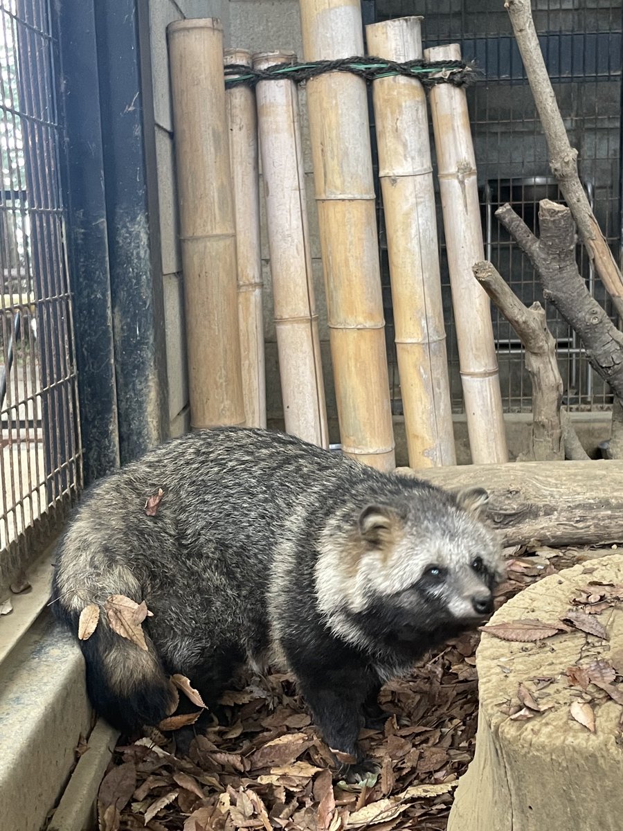 ううう可愛い🍂
2025.11.02
#ゲンマイ #ホンドタヌキ #夢見ヶ崎動物公園