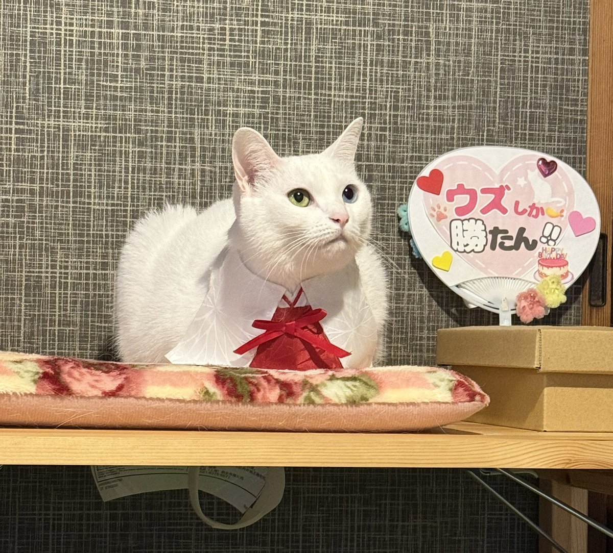 【さいちゃん…】 🍃🌷.*さいちゃん🌷.*🍃フォローしても外れてしまう不具合中です