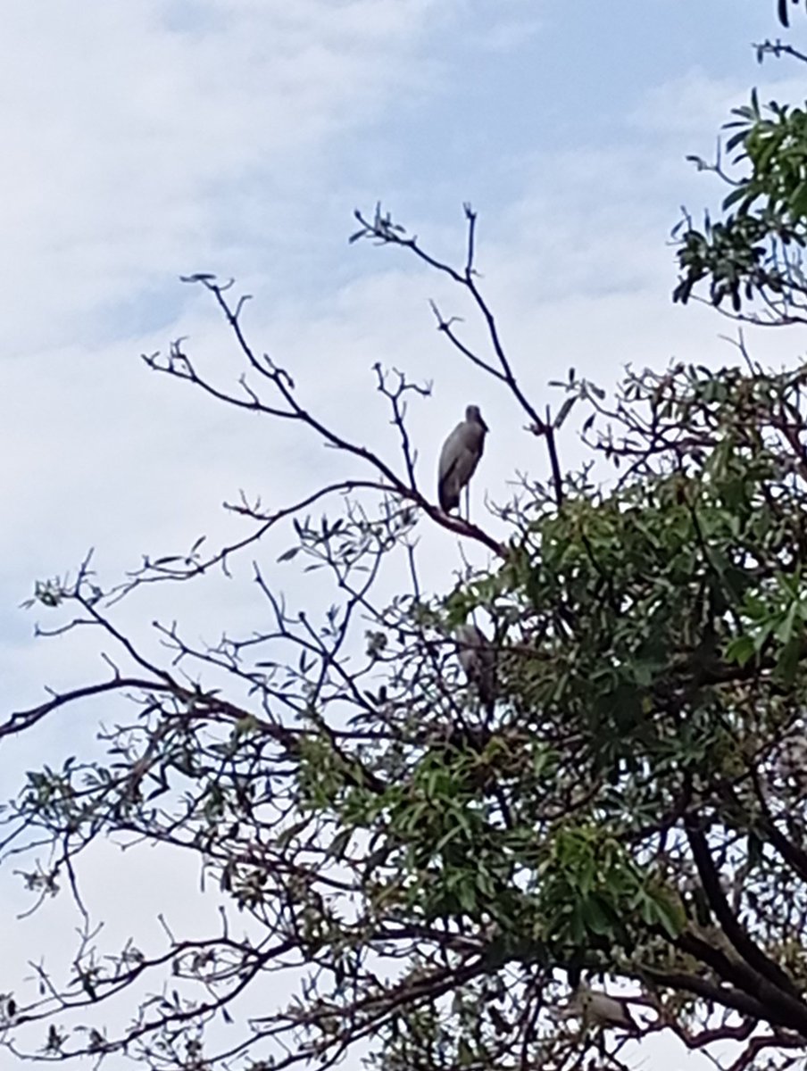 Annoyntmint's tweet image. What an amazing sight. Hundreds of #Siberian visitors #nesting with their #babies
 On the treetops of the District Magistrate property.  @PuruliaPolice @DM_Purulia
 Please make this #bird #sanctuary a NO HORN ZONE.