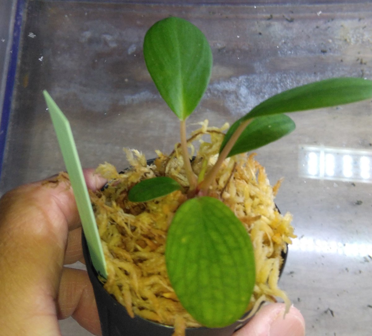 Avajava (@Avajava2) / Posts / X