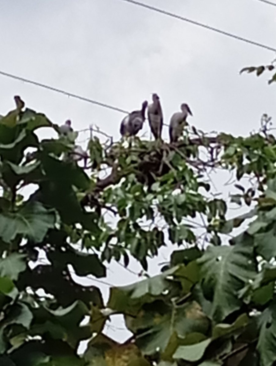Annoyntmint's tweet image. What an amazing sight. Hundreds of #Siberian visitors #nesting with their #babies
 On the treetops of the District Magistrate property.  @PuruliaPolice @DM_Purulia
 Please make this #bird #sanctuary a NO HORN ZONE.